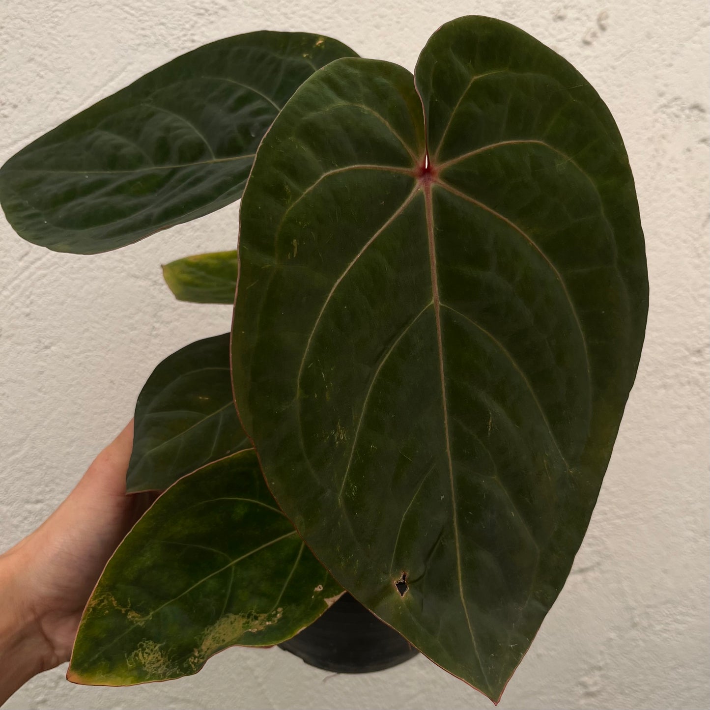 Anthurium Hoffmanii Red Sinus ‘Blood Moon’ - Exact Plant (A022)