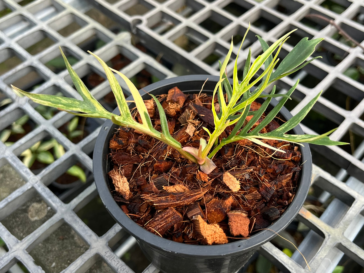 Philodendron Tortum Variegated- Exact Plant (P030)