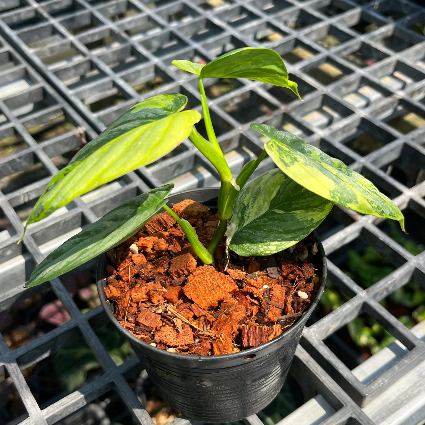 Philodendron Brandtianum Variegated - Exact Plant (P045)