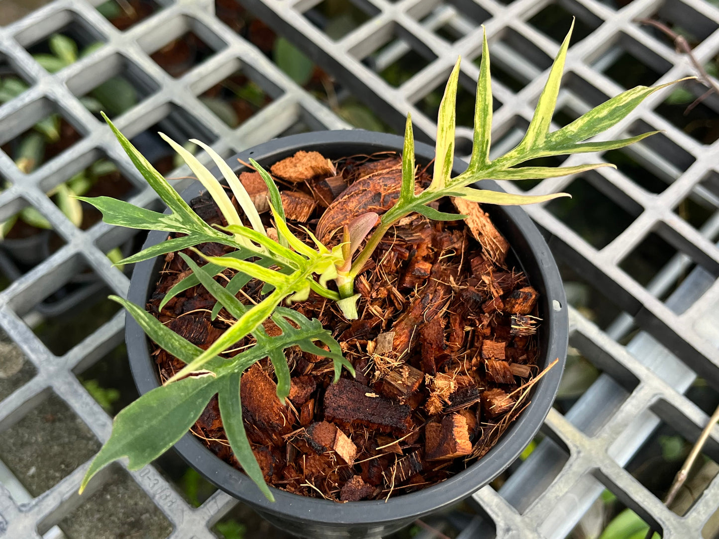 Philodendron Tortum Variegated- Exact Plant (P030)