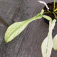 Philodendron Joepii Variegated Aurea - Exact Plant
