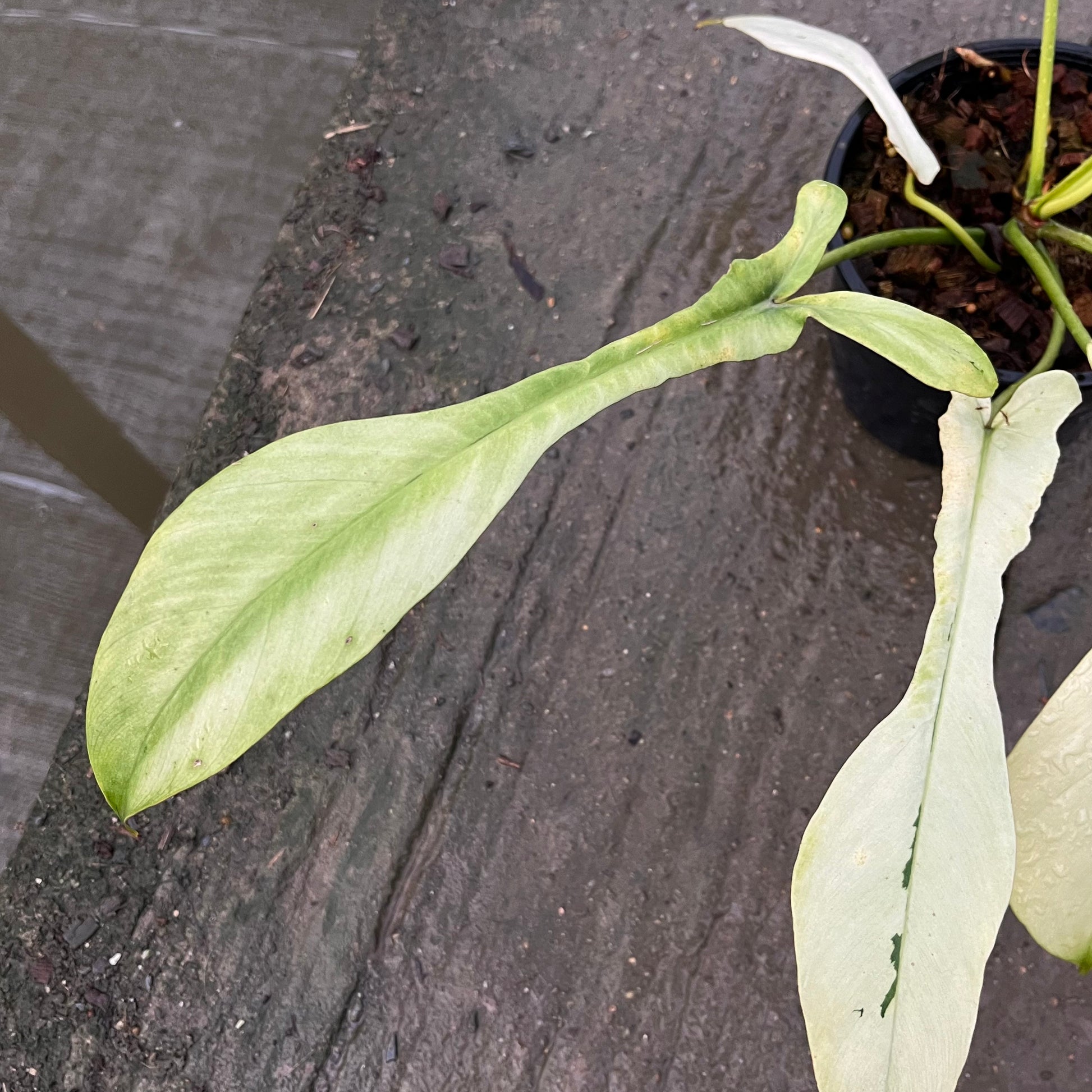 Philodendron Joepii Variegated Aurea - Exact Plant