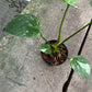 Monstera Deliciosa White Monster - Large Form Mint