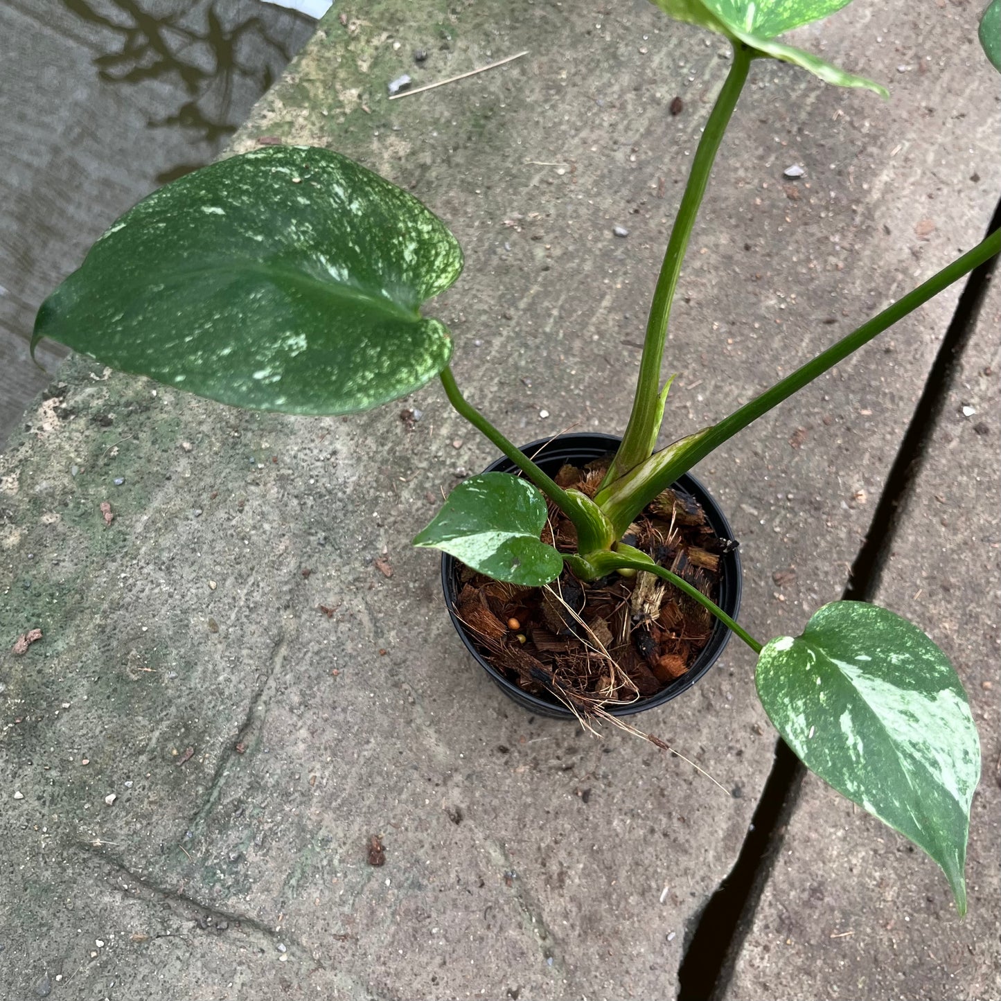 Monstera Deliciosa White Monster - Large Form Mint