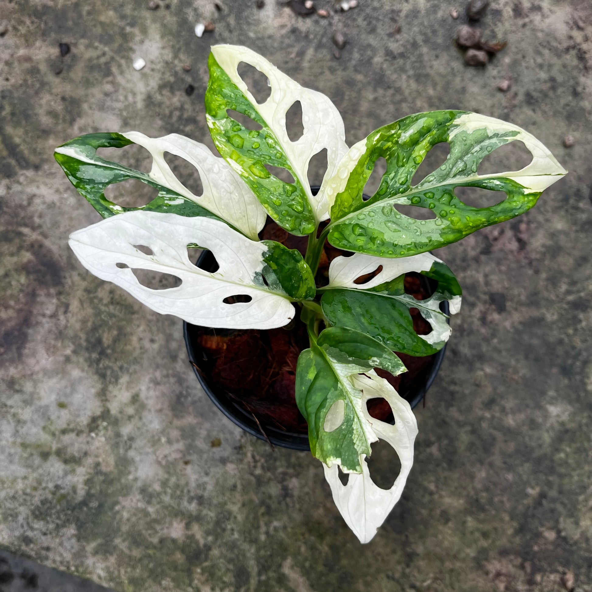 Monstera Adansonii variegated albo