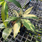 Philodendron Goeldii Variegated - Exact Plant (P063)