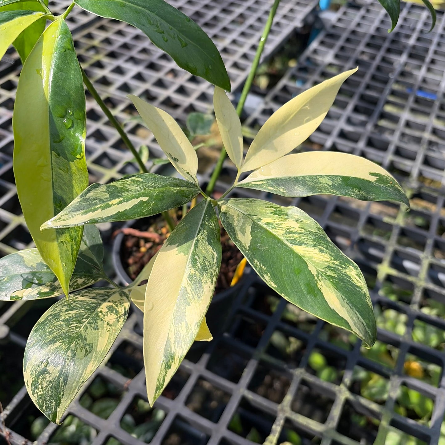 Philodendron Goeldii Variegated - Exact Plant (P063)