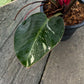 Philodendron Rojo Red Congo Variegated - Exact Plant - Original - Non TC
