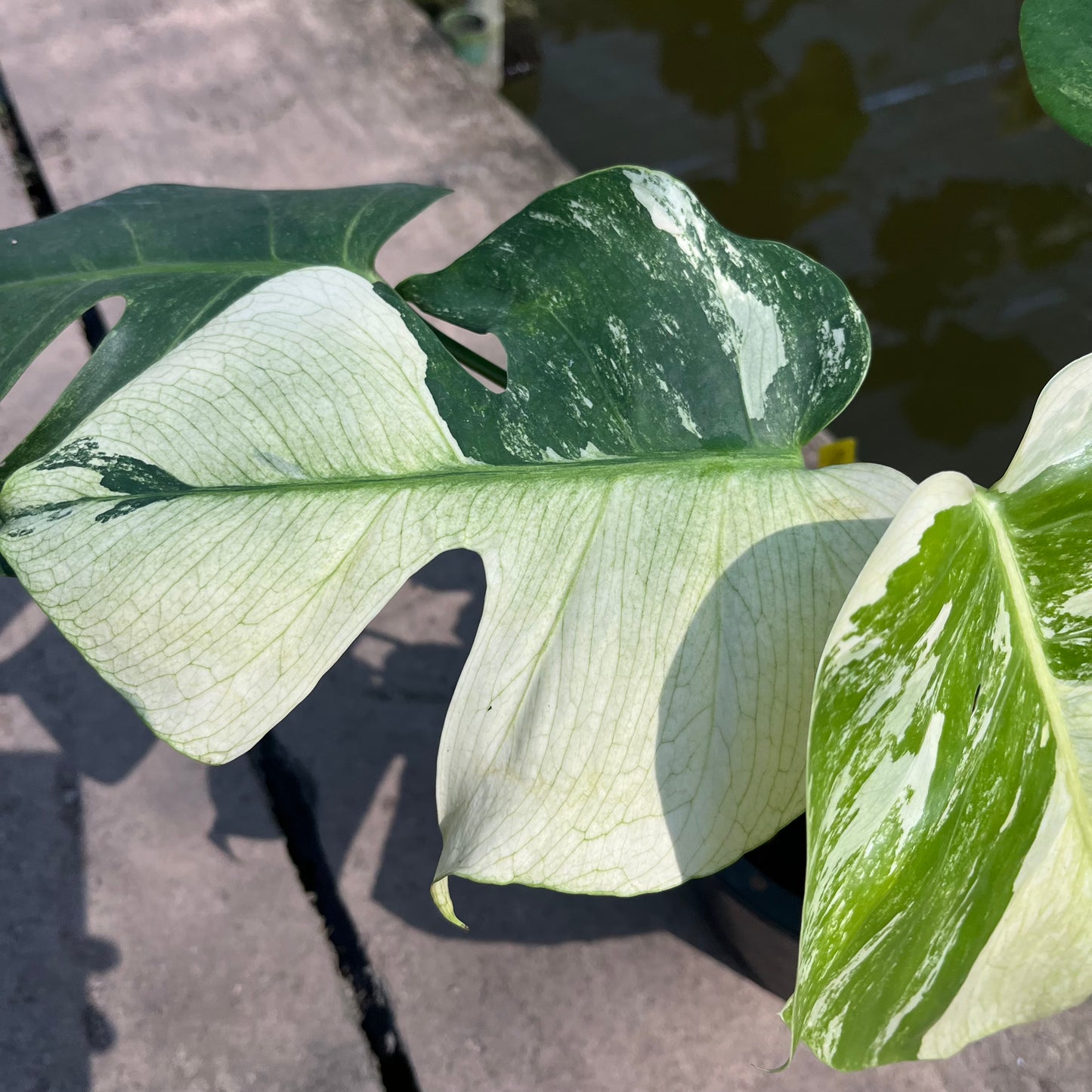 Monstera Borsigiana x Mint ‘Jungle’ - Exact Plant (M042)