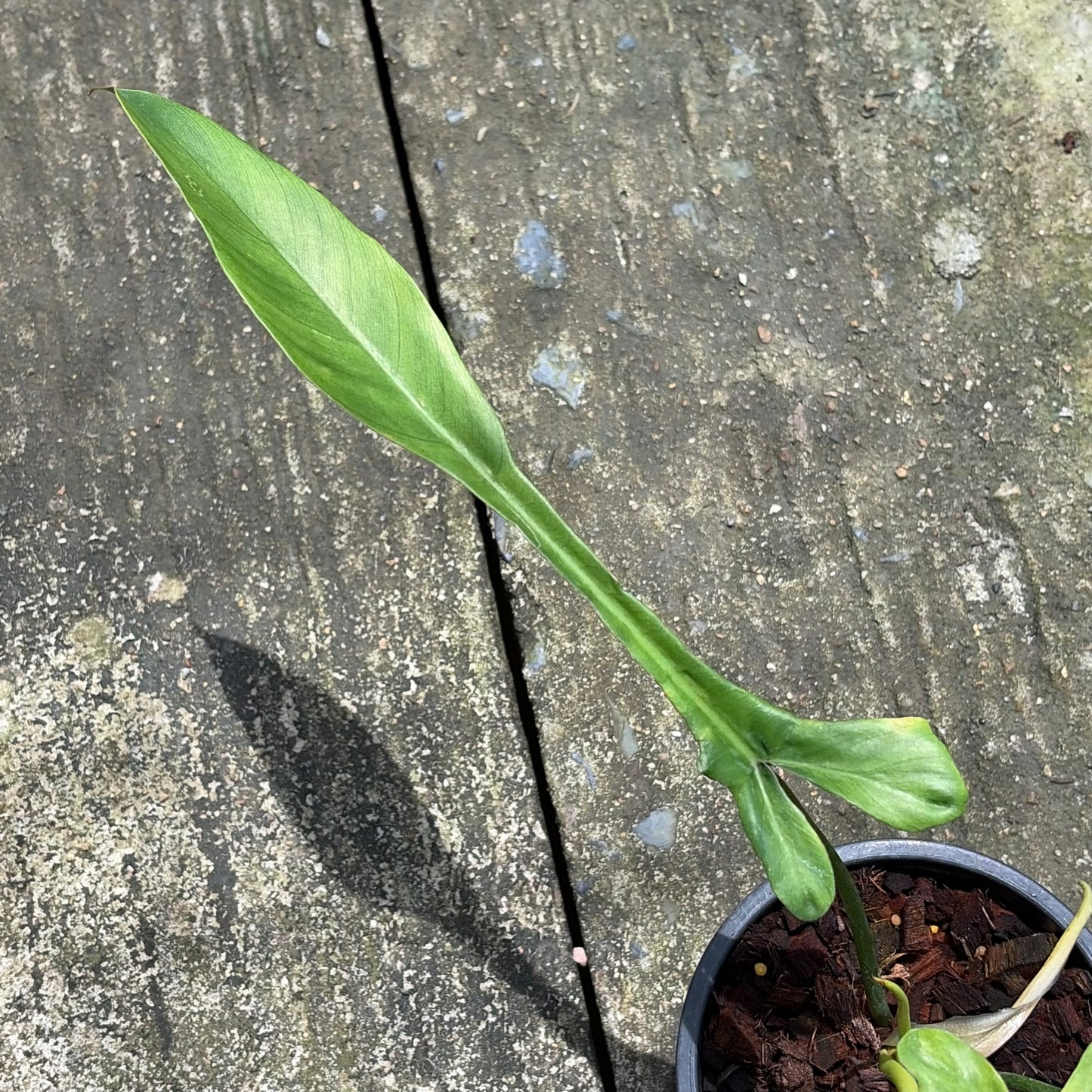 Philodendron Joepii Mint Variegated - Exact Plant (P064)