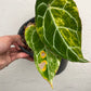 Anthurium Crystallinum Variegated - Exact Plant (A020)
