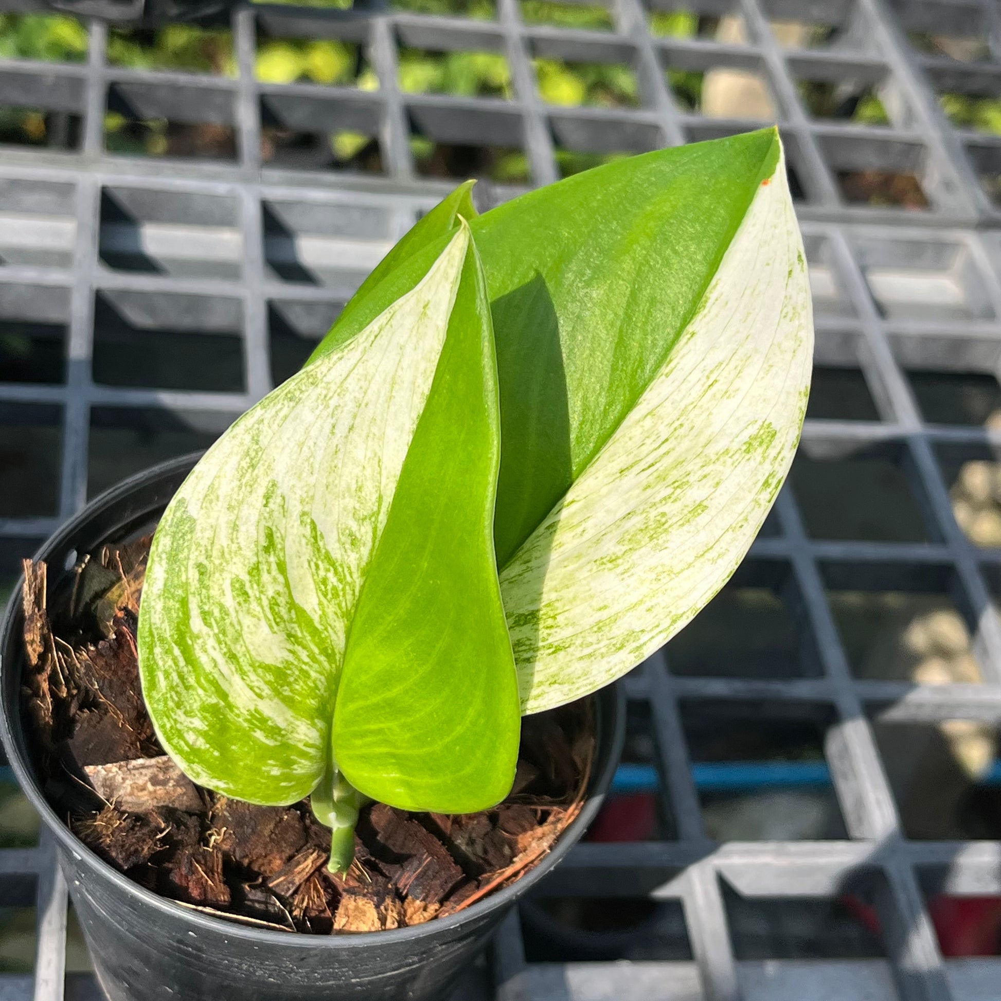 moonlight pothos for sale Scindapsus Moonlight Treubii Albo Variegated – Greenroom Planter