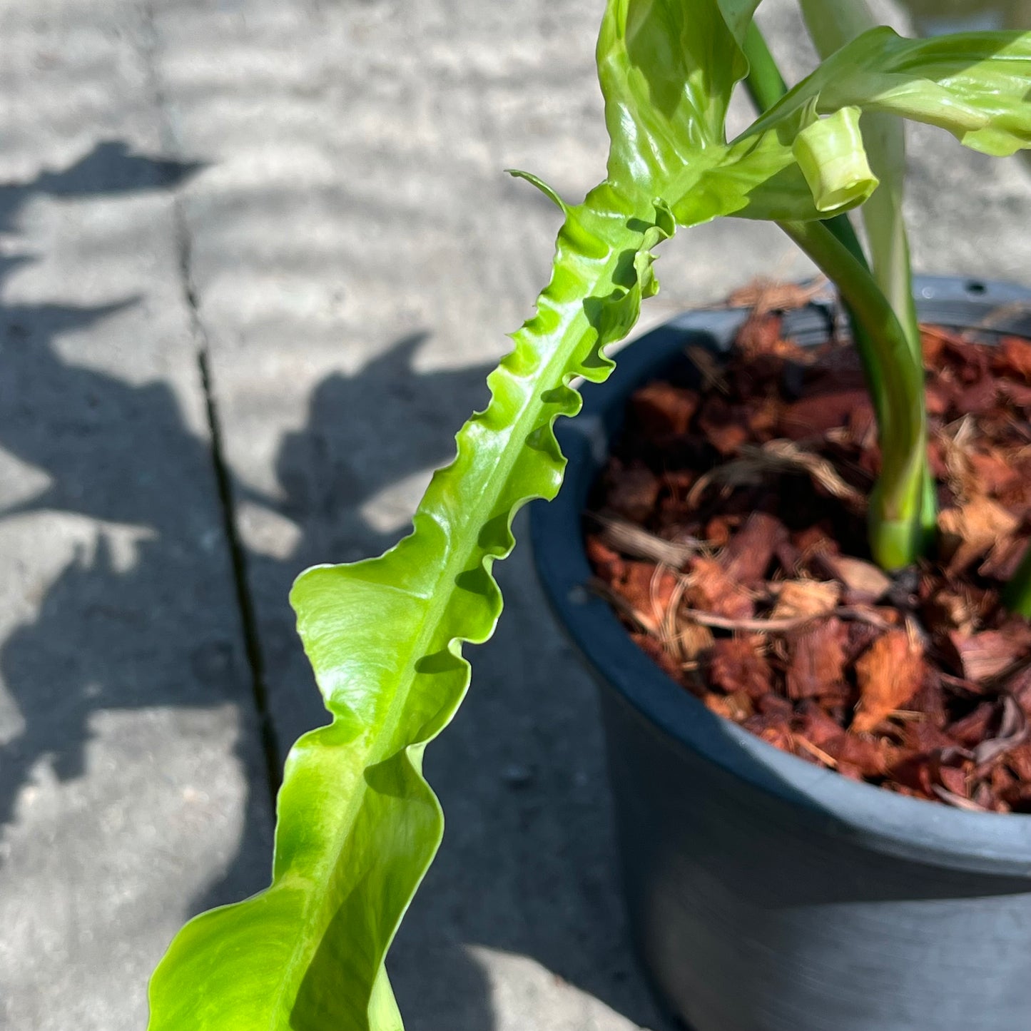 Philodendron Belle Isle - Exact Plant (P037)