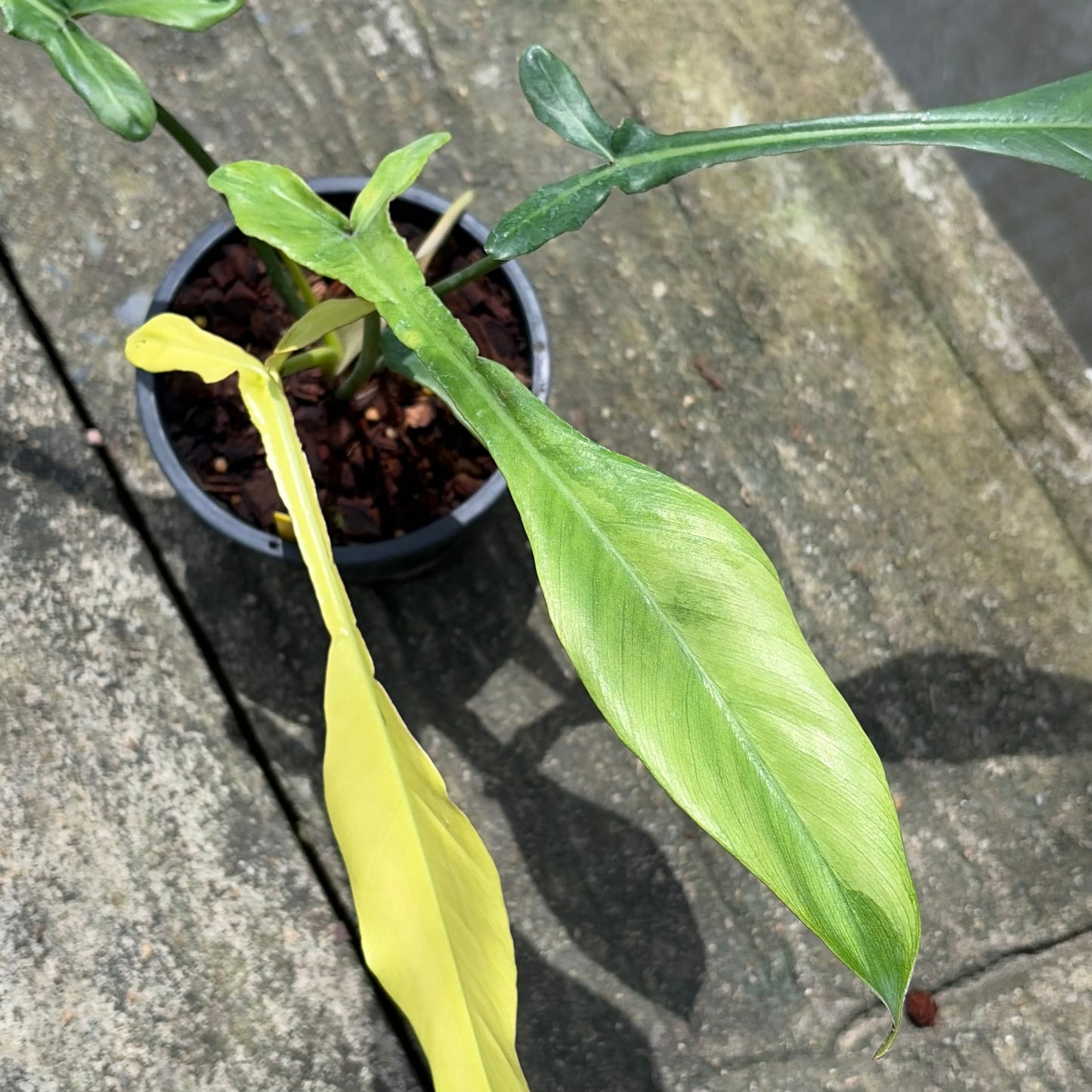 Philodendron Joepii Mint Variegated - Exact Plant (P064)