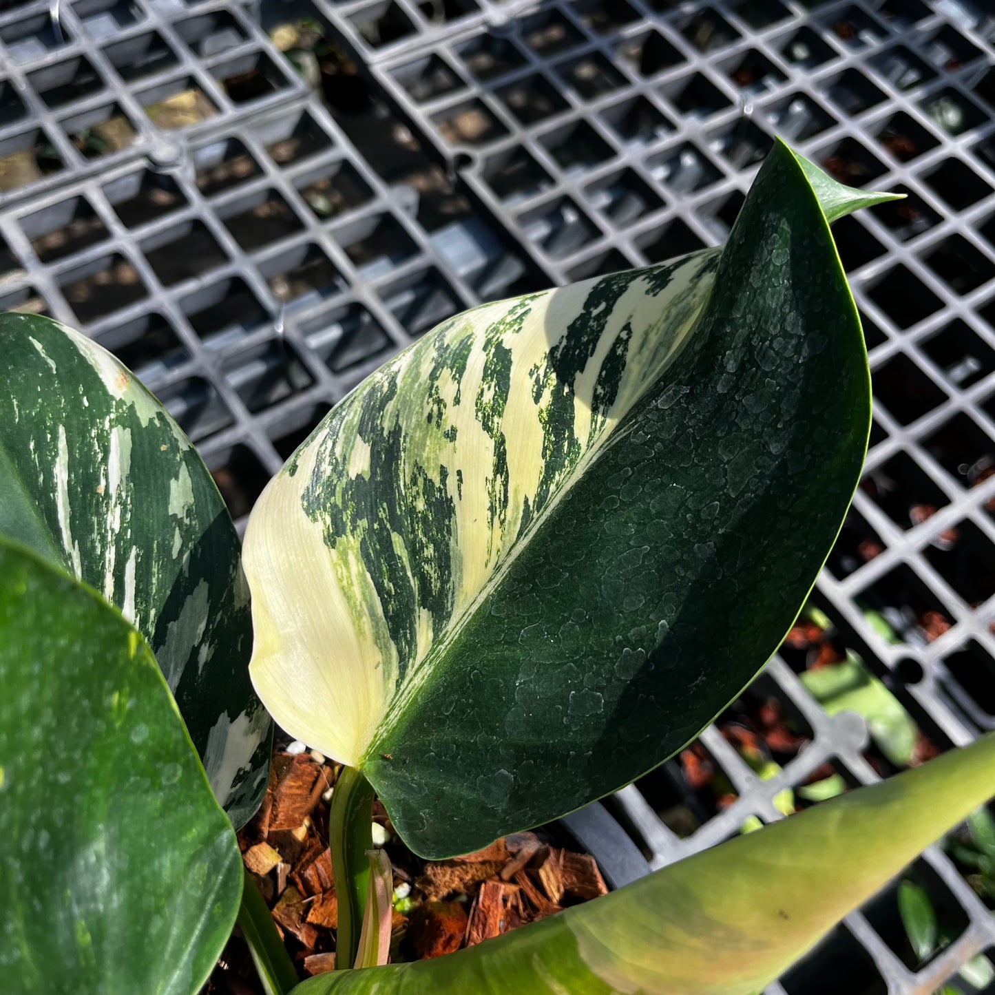 Philodendron Green Congo variegated - Original Clone