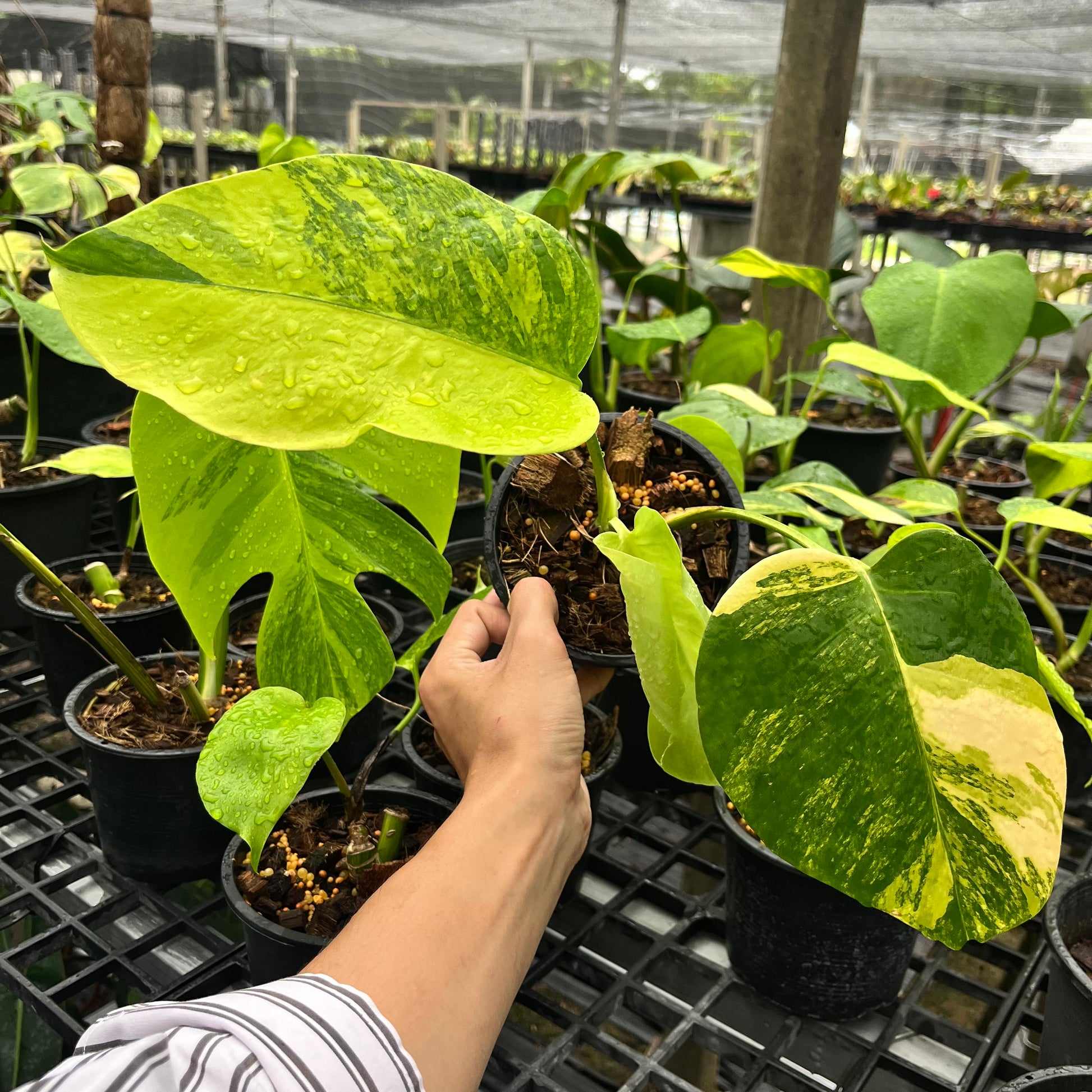 monstera borsigiana aurea Monstera Borsigiana Aurea – Greenroom Planter