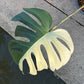 Monstera Borsigiana Mint ‘Jungle’ XL - Exact Plant (M039)