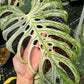 Monstera Devil Monster - Exact Plant
