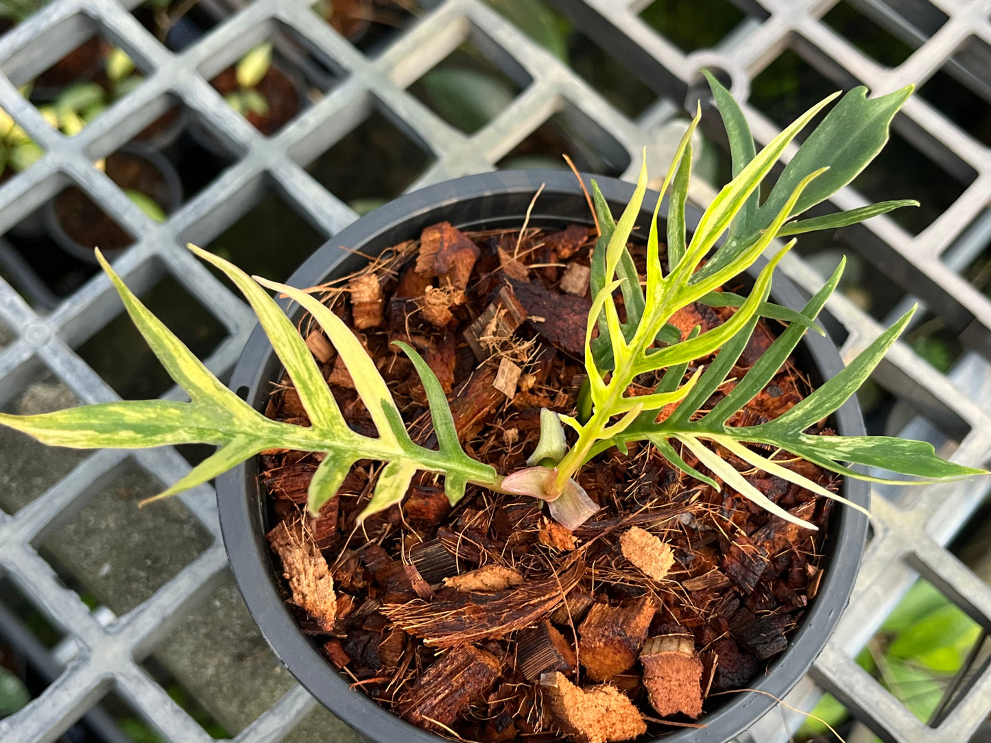 Philodendron Tortum Variegated- Exact Plant (P030)