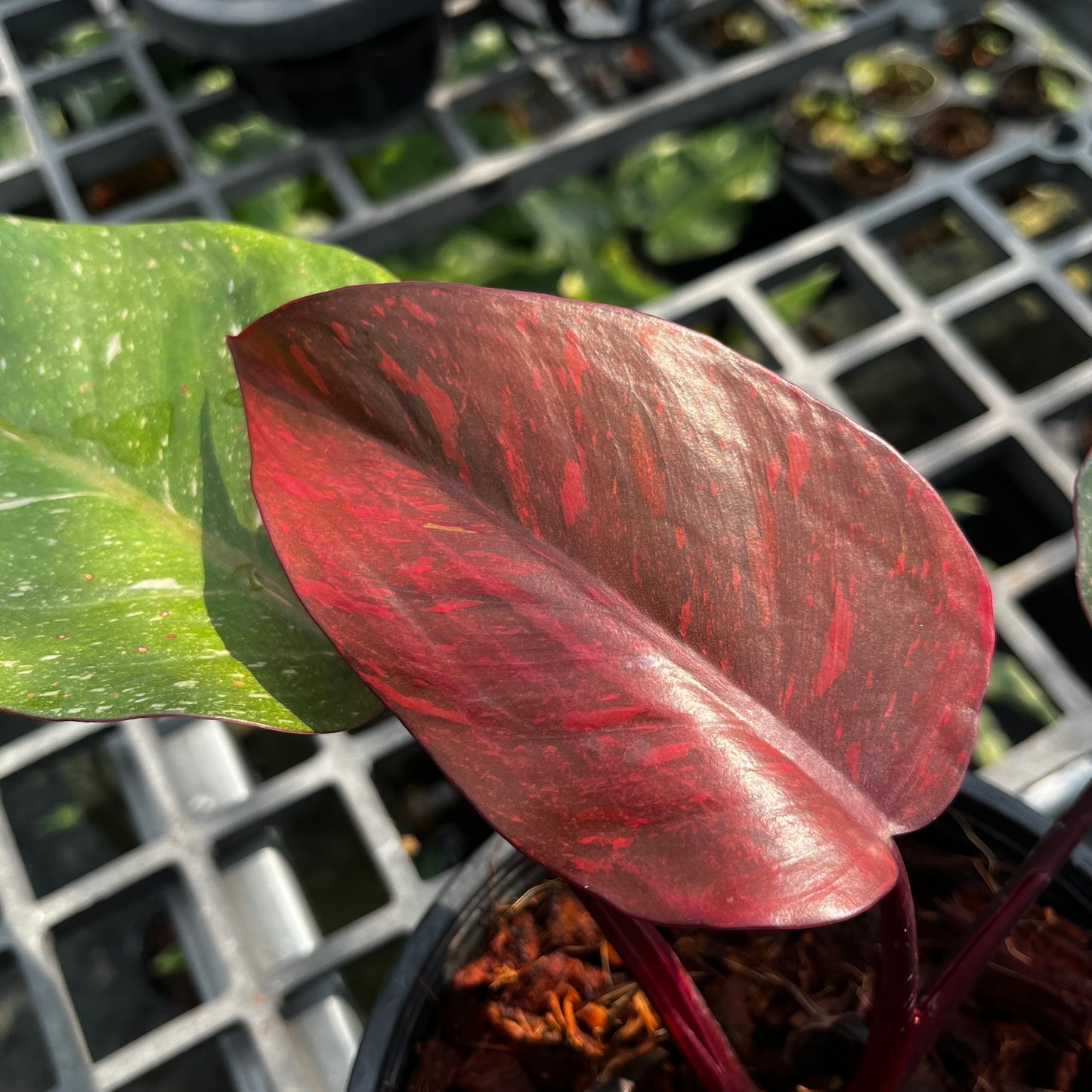 Philodendron Orange Princess