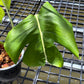 Monstera White Lava - Exact Plant (M052)