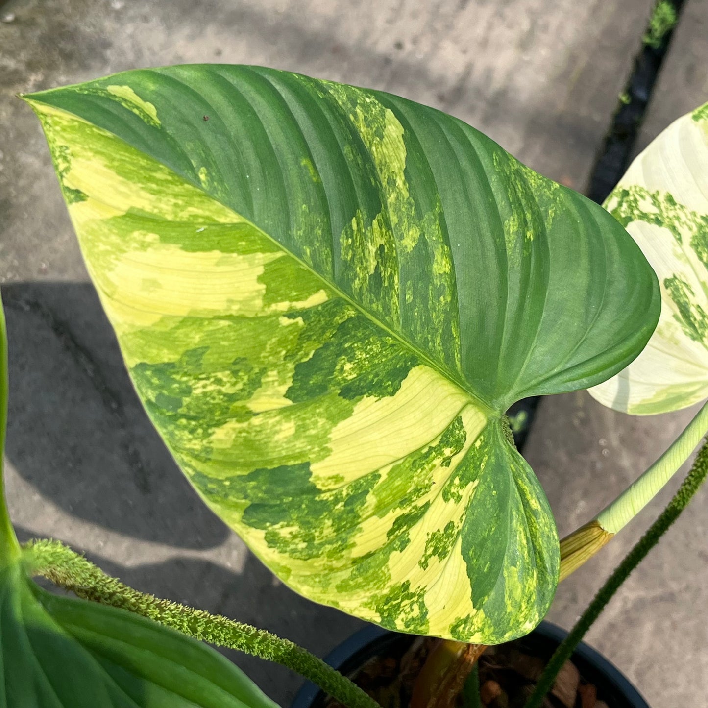 Philodendron Nangaritense Variegated - Fuzzy Petiole- Exact Plant (P032)