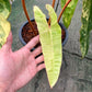 Philodendron Billietiae Variegated- Exact Plant - 4 Beautiful Variegated Leaves