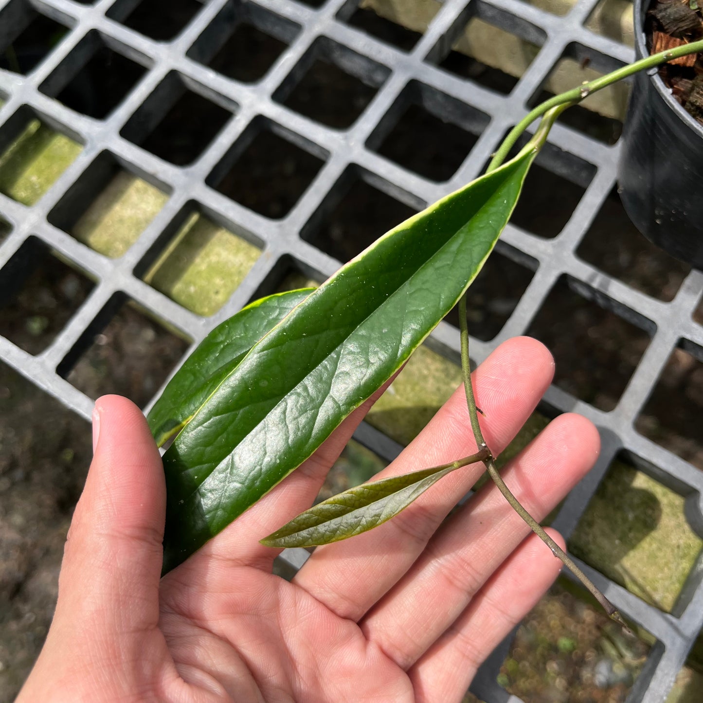 Hoya Sulawesiana Outer Variegated- Exact Plant