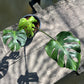 Monstera Deliciosa Fish Bone - Exact Plant (M035)