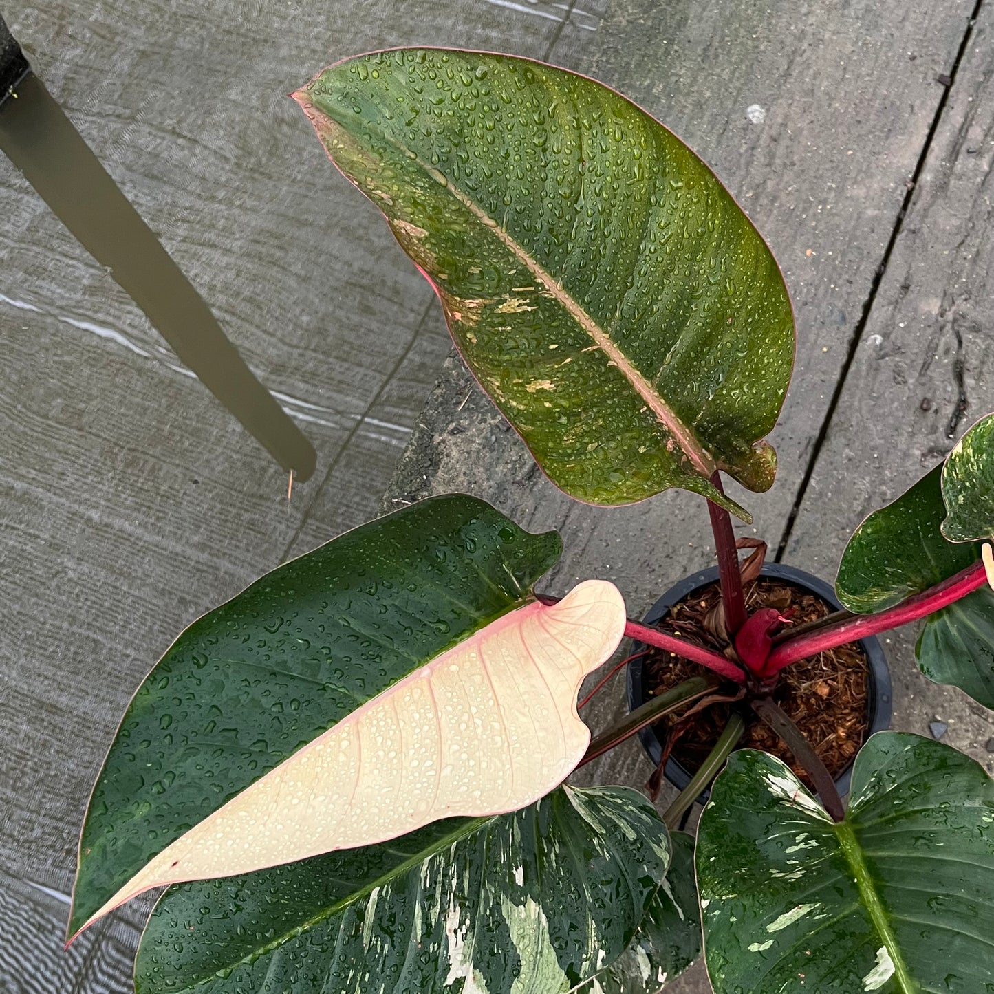 Philodendron Rojo Red Congo Variegated - Exact Plant - Original - Non TC