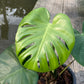 Monstera Deliciosa Compacta Seed Grown - Exact Plant - GP Selected Form