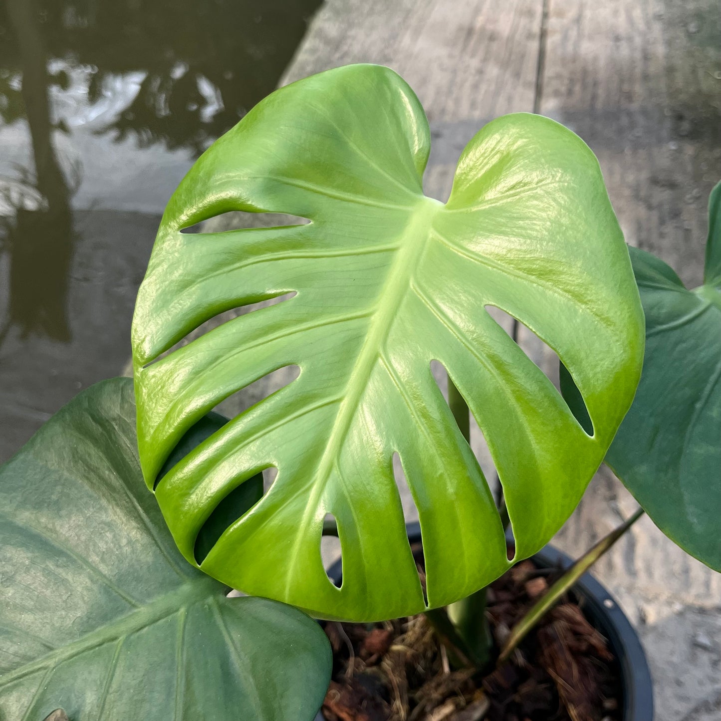 Monstera Deliciosa Compacta Seed Grown - Exact Plant - GP Selected Form
