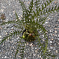 Lecanopteris Luzonensis