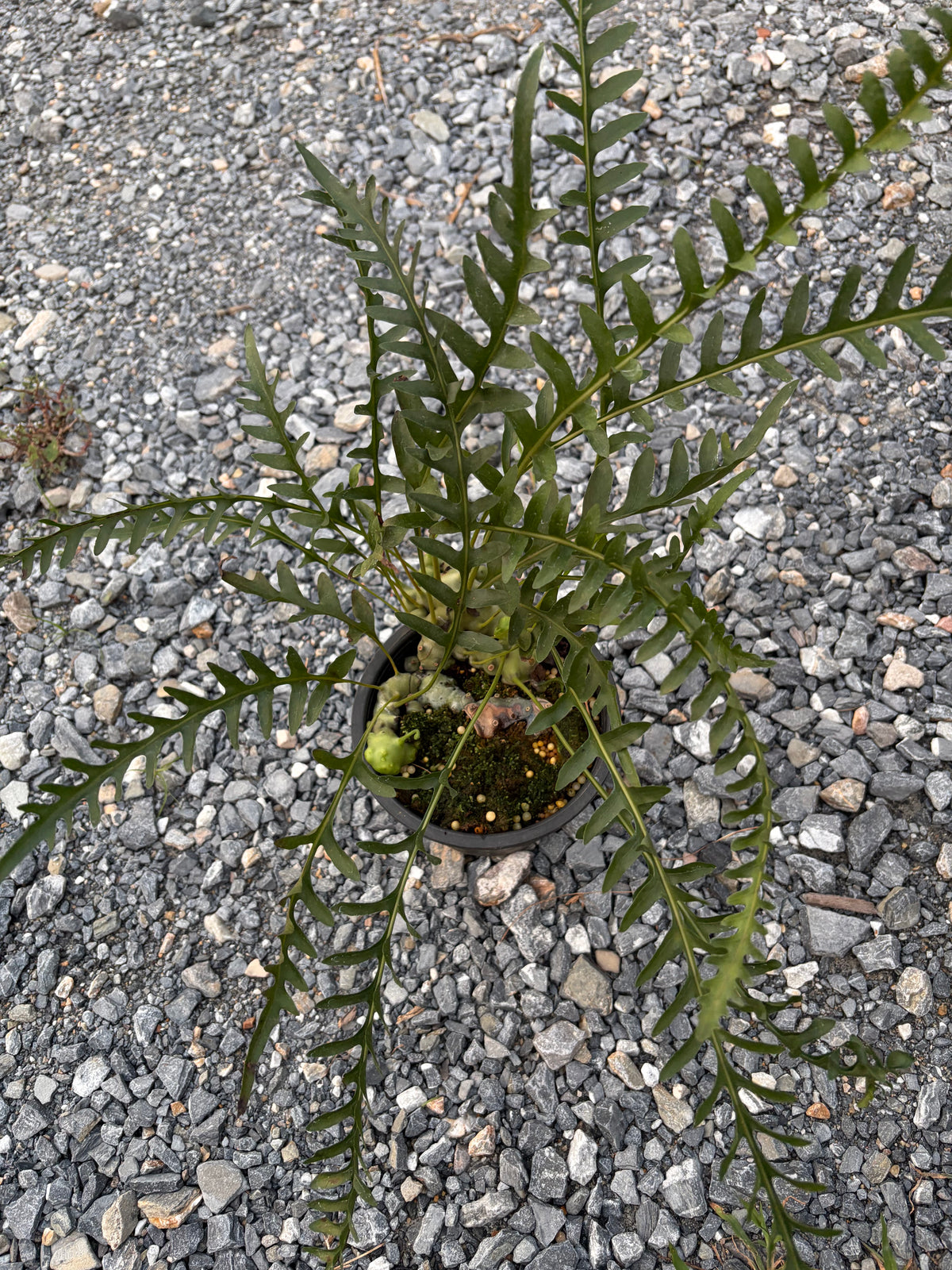 Lecanopteris Luzonensis