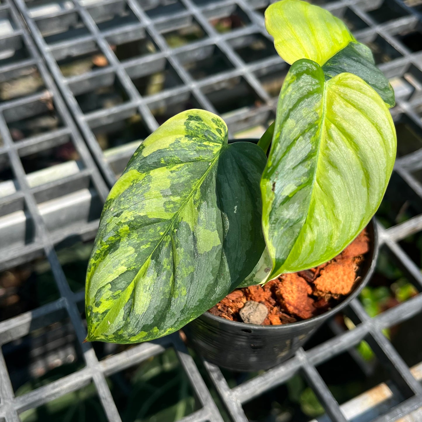 Philodendron Brandtianum Variegated - Exact Plant (P045)