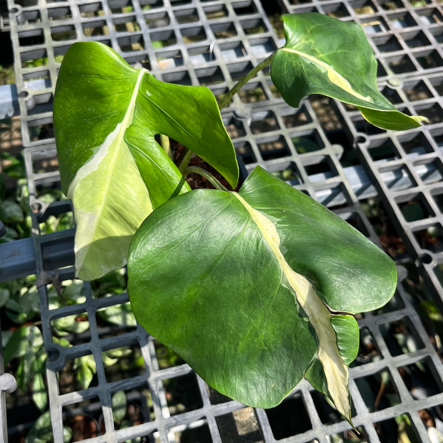 Monstera White Lava - Exact Plant (M033)