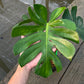 Monstera Deliciosa LionFish - Exact Plant (M046)