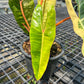 Philodendron Billietiae Variegated – Rare Tropical Houseplant
This rare Philodendron features vibrant yellow variegation on long, arrow-shaped leaves. A top choice for tropical plant collectors, it’s easy to grow and perfect for indoor plant lovers seeking something truly unique.