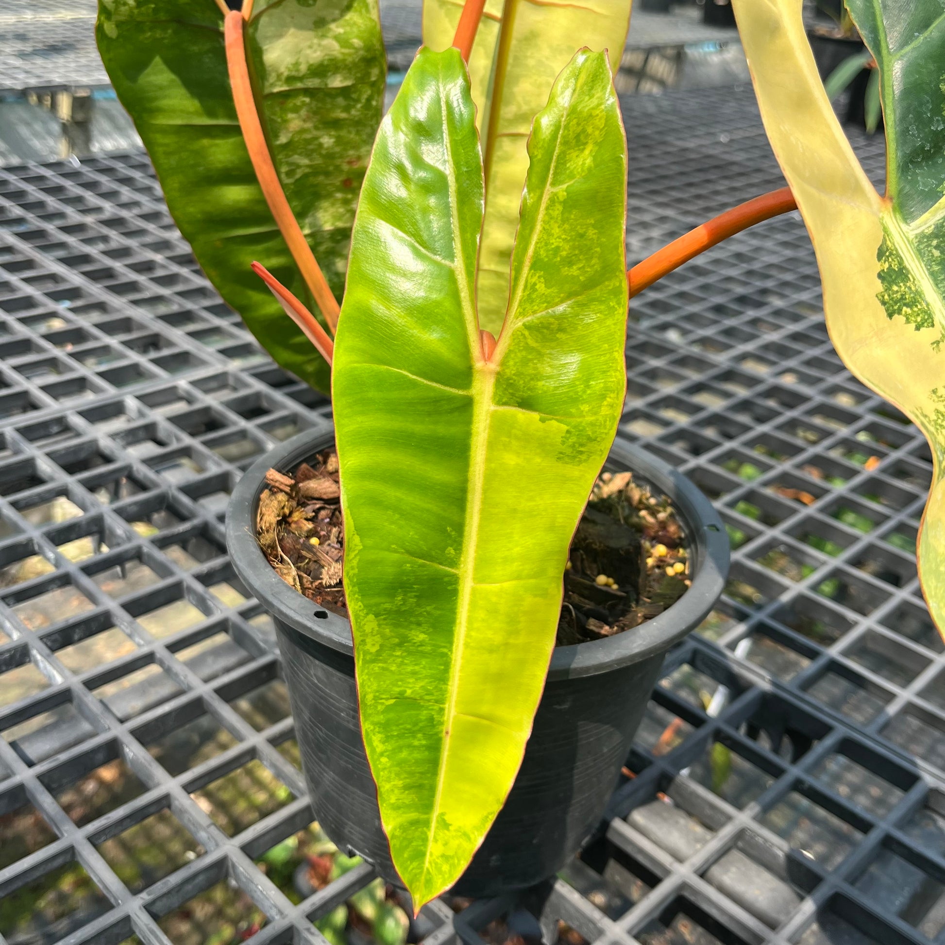 Philodendron Billietiae Variegated – Rare Tropical Houseplant
This rare Philodendron features vibrant yellow variegation on long, arrow-shaped leaves. A top choice for tropical plant collectors, it’s easy to grow and perfect for indoor plant lovers seeking something truly unique.