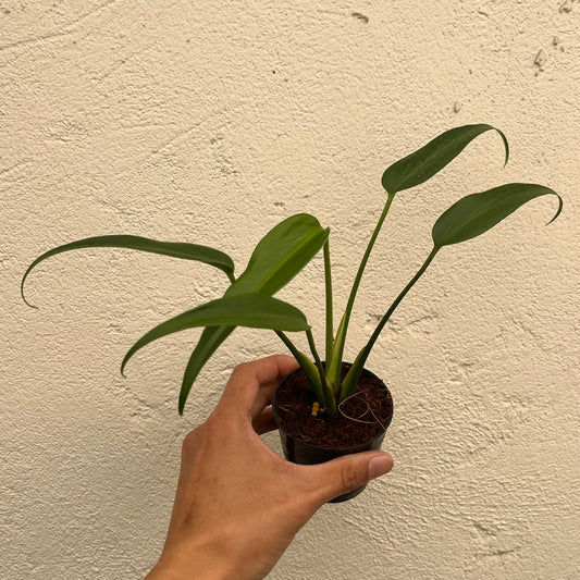 Monstera Burle Marx Flame - Juvenile