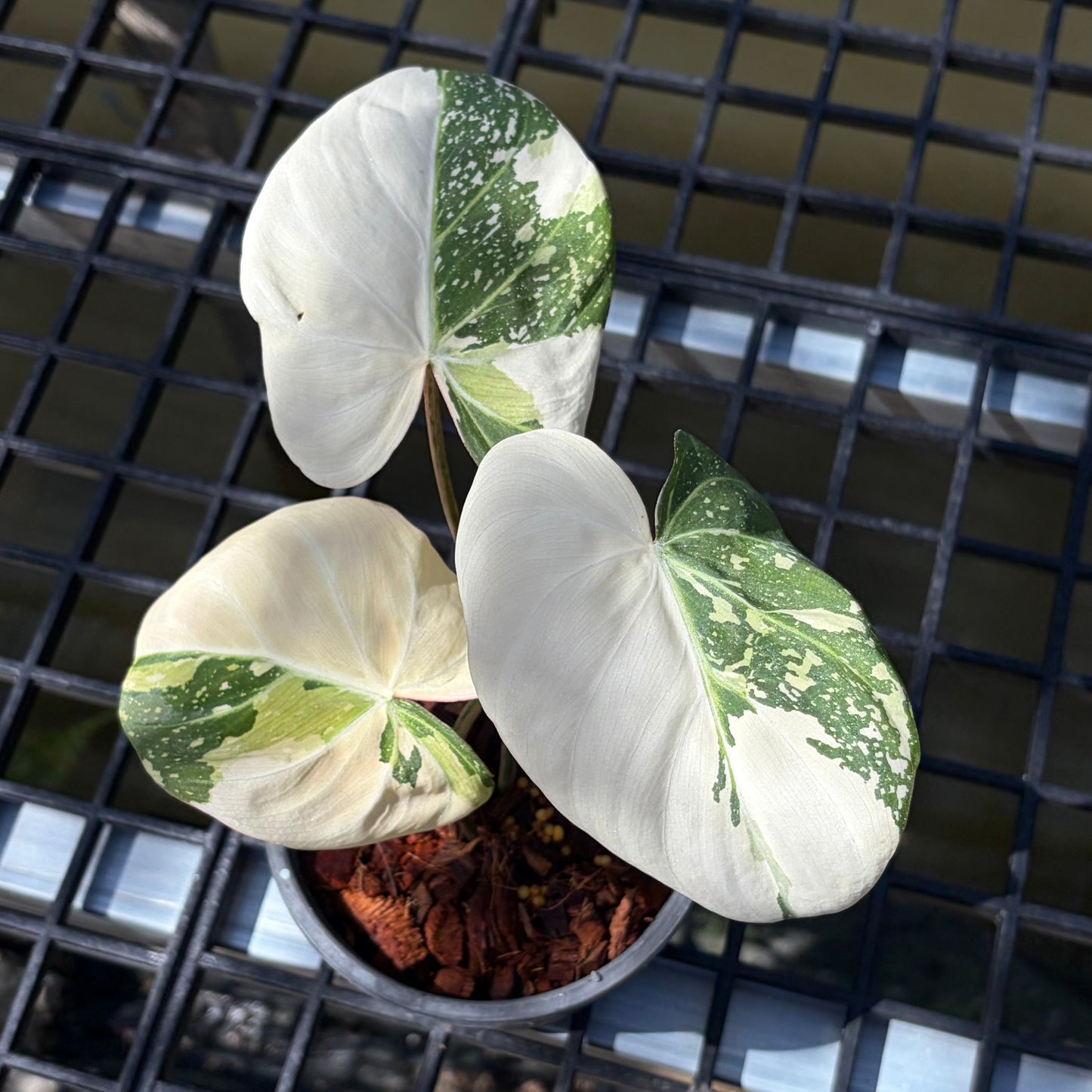 Philodendron Gloriosum Tricolor - Exact Plant (P055)