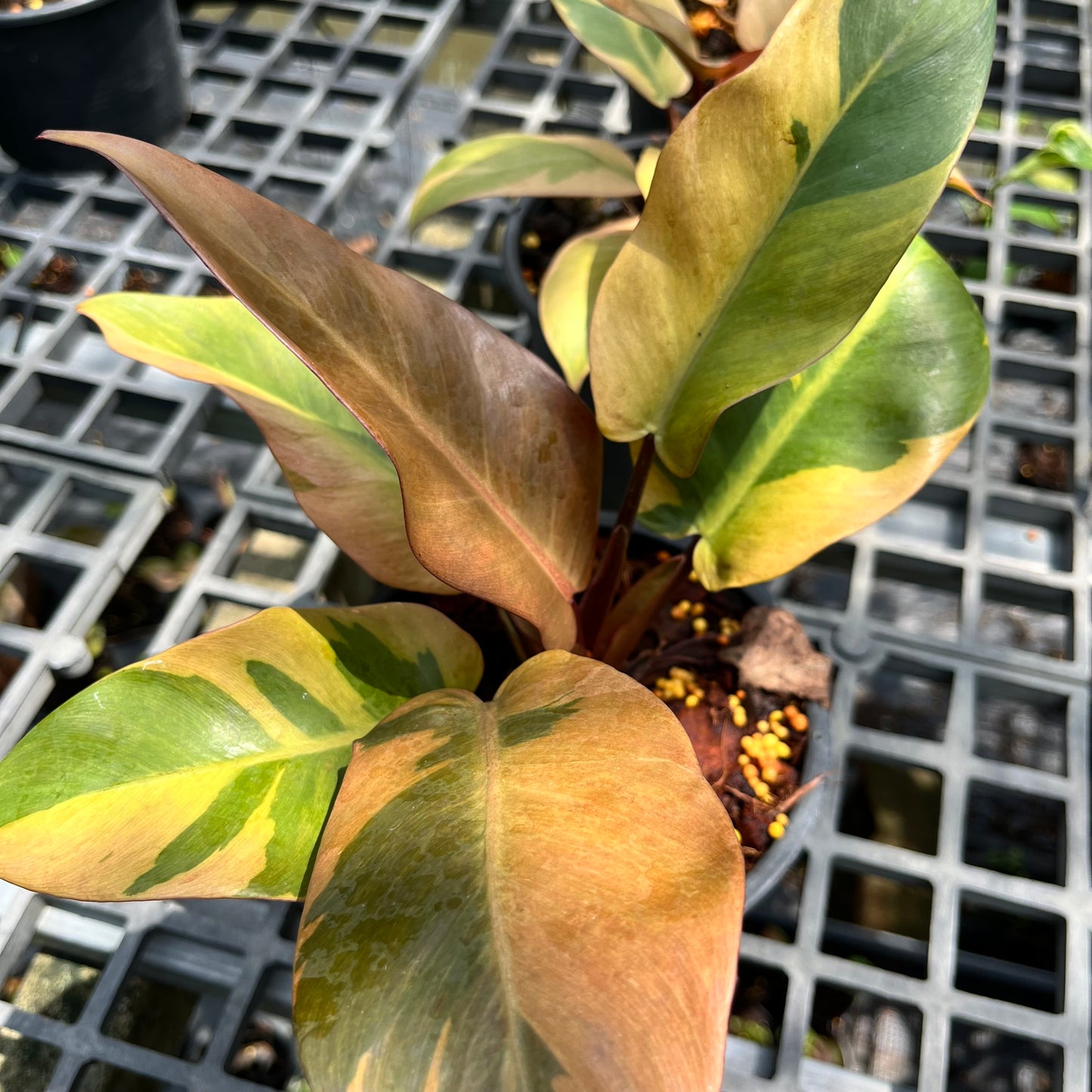 Philodendron Black Cardinal Variegated