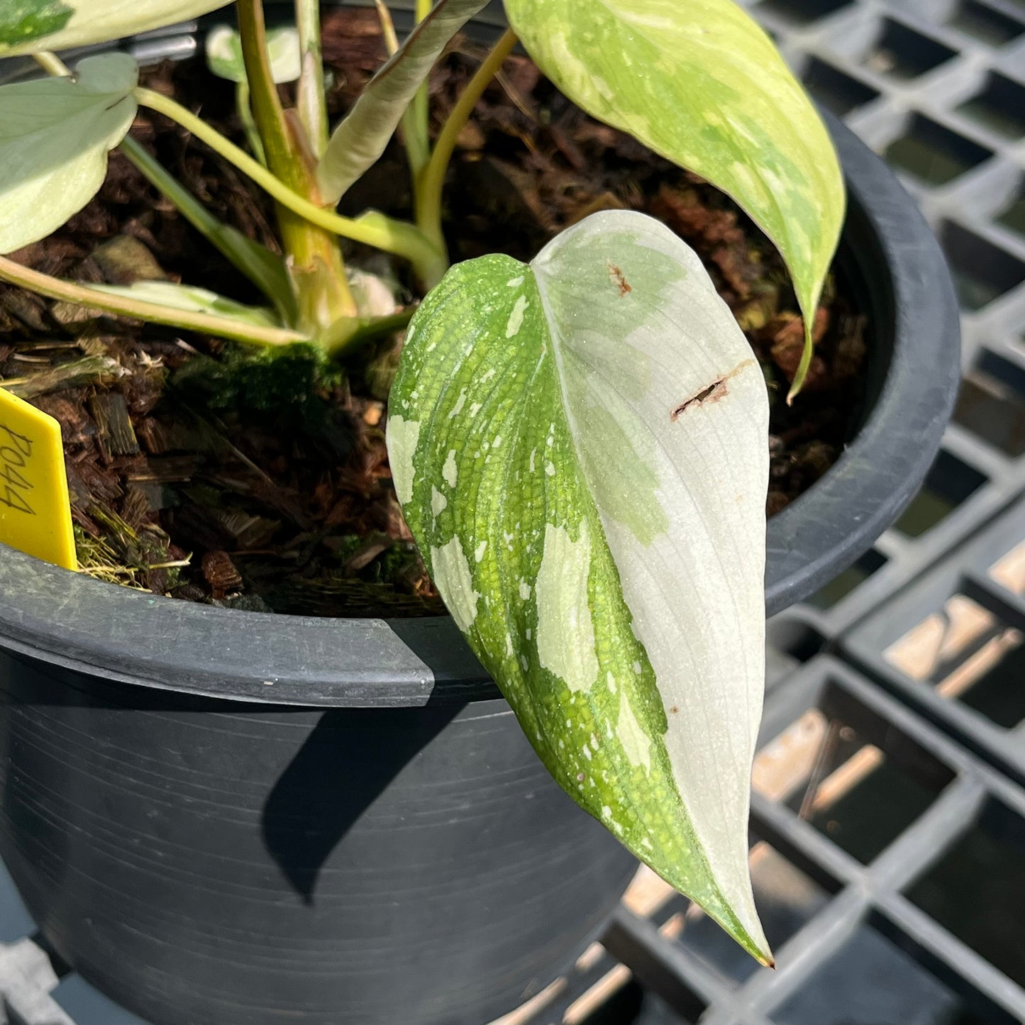 Philodendron Gloriosum Variegated Tricolor - 2 Plants - Exact Plant (P044)