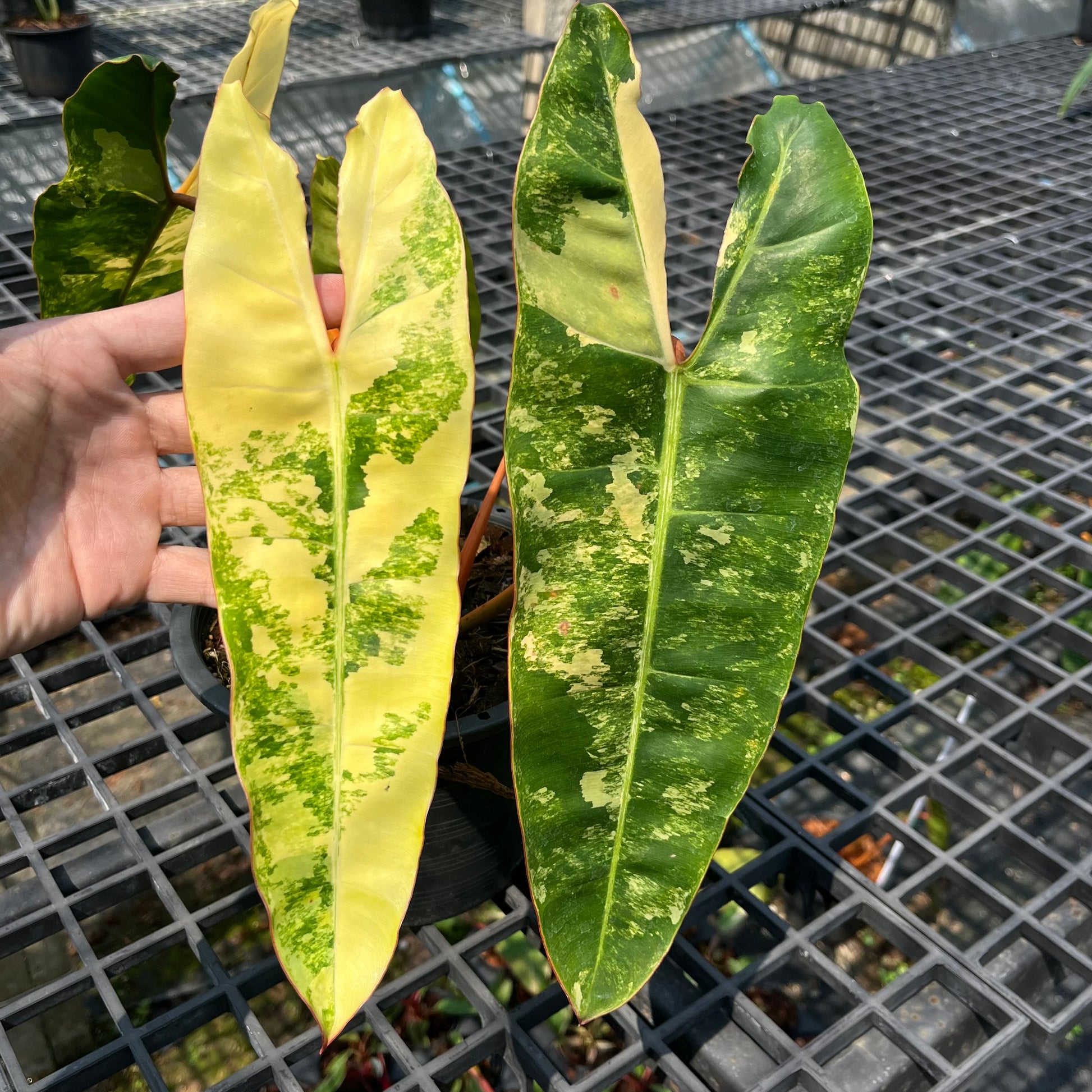 Philodendron Billietiae Variegated – Rare Tropical Houseplant
This rare Philodendron features vibrant yellow variegation on long, arrow-shaped leaves. A top choice for tropical plant collectors, it’s easy to grow and perfect for indoor plant lovers seeking something truly unique.