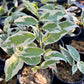 Ficus SPP. Variegated - Exotic - Climber
