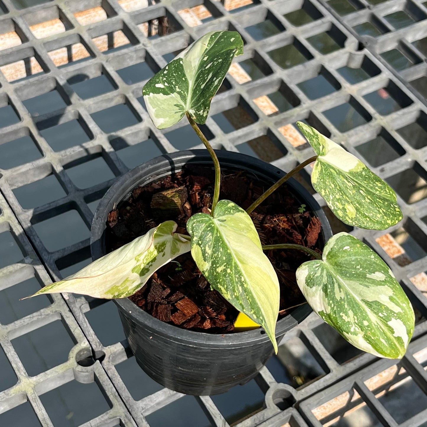 Philodendron Gloriosum Variegated Tricolor - Exact Plant (P043)
