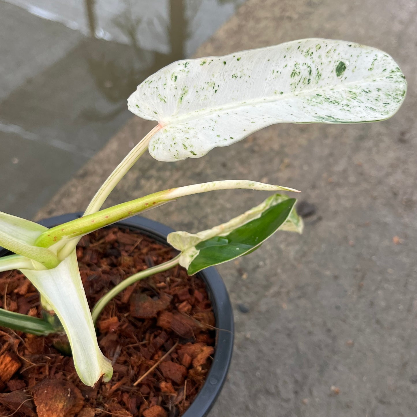 Philodendron Emerald Ice - Exact Plant (P049)