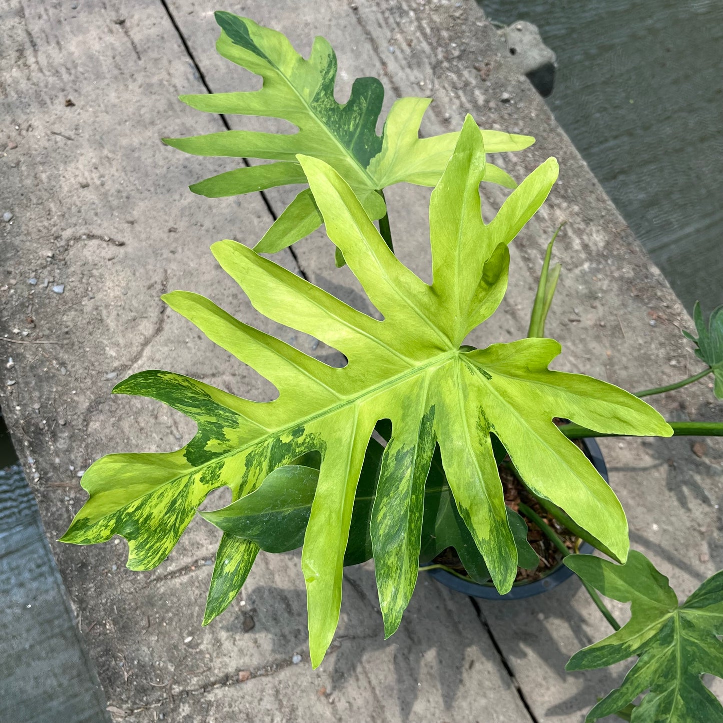 Philodendron Radiatum Variegated - Exact Plant