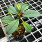 Blue Ecuador SPP. - Metalic Blue