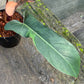Philodendron Florida Bronze Variegated - Exact Plant (P035)
